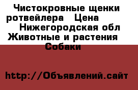 Чистокровные щенки ротвейлера › Цена ­ 10 000 - Нижегородская обл. Животные и растения » Собаки   